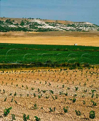 New vineyard of Alejandro Fernandez at Pesquera de   Duero Castilla y Len Spain Ribera del Duero