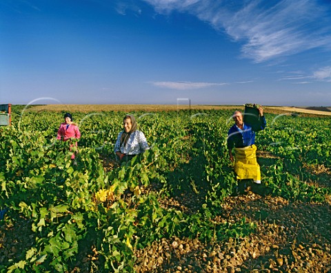 Harvesting Viura grapes in vineyard at Rueda Valladolid province Castilla y Len Spain Rueda