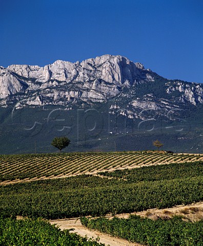 Vineyard with the Sierra de Cantabria beyond Near Laguardia Alava Spain Rioja Alavesa