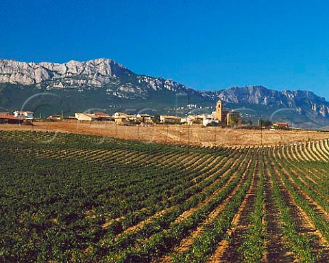 Vineyards at Paganos with the Sierra de Cantabria   beyond near Laguardia Alava Spain   Rioja Alavesa