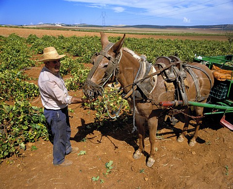 Feeding mule with grapes near Mollina Andalucia   Spain      DO Malaga