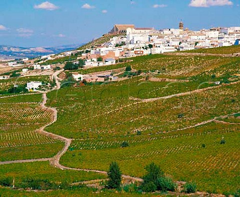 Vineyards below Montilla Andaluca Spain  MontillaMoriles
