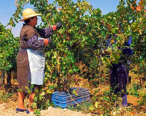 Harvesting Cabernet Sauvignon grapes on the   Valdepusa estate of Carlos Falco  Marques de Grinon   at Malpica de Tajo west of Toledo Spain