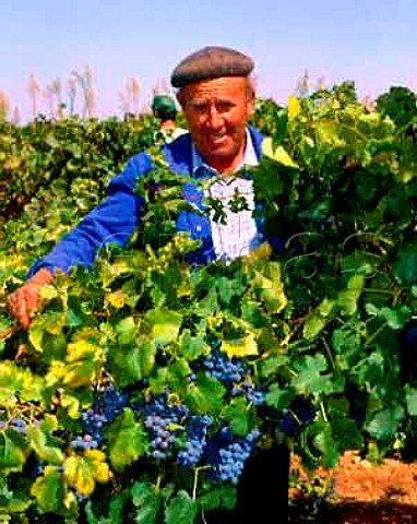 Harvesting Cabernet Sauvignon grapes on the   Valdepusa estate of Carlos Falco  Marques de Grinon   at Malpica de Tajo west of Toledo Spain