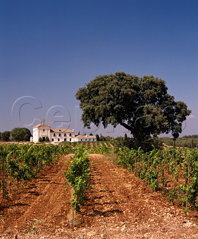 Casa de Vacas the house of Carlos Falco  Marques   de Grinon viewed over a vineyard of young Syrah   vines on his Valdepusa estate at Malpica de Tajo   west of Toledo Spain Altitude is 480m