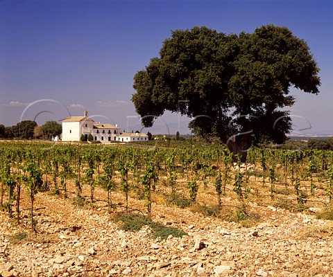 Casa de Vacas the house of Carlos Falco  Marques   de Grion viewed over a vineyard of young Syrah   vines on his Valdepusa estate at Malpica de Tajo   west of Toledo Spain
