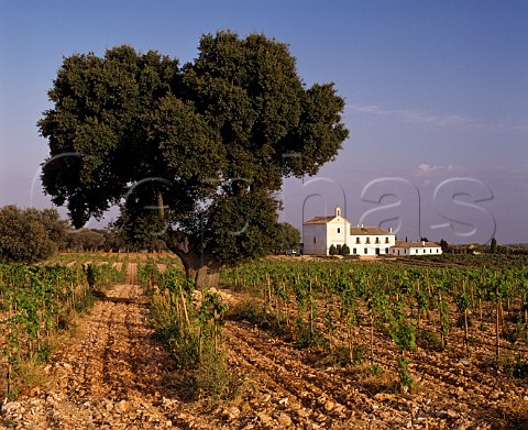 Casa de Vacas the house of Carlos Falco  Marques   de Grinon viewed over vineyard of young Syrah   vines on his estate of Valdepusa at Malpica de Tajo   west of Toledo Spain Altitude is 480m