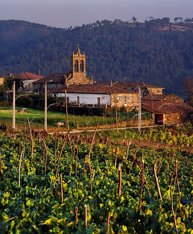 Vineyard at Sanin in the Mio valley east of Ribadavia Galicia Spain DO Ribeiro