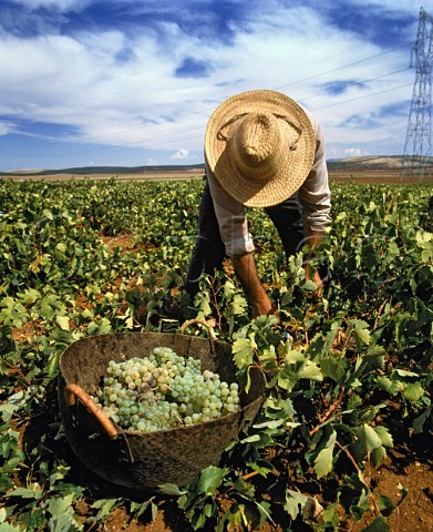 Harvesting Pedro Ximenez grapes near Mollina   Andaluca Spain   DO Malaga  