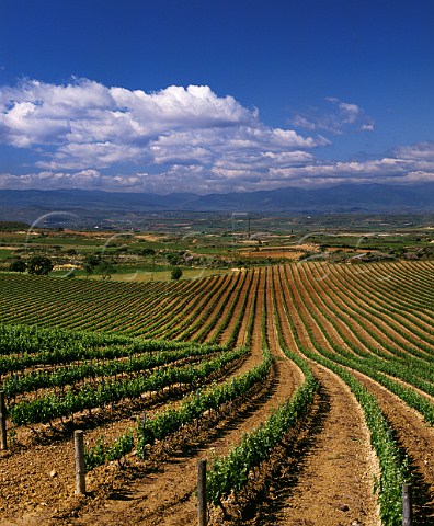 View south over vineyards at Laguardia Alava Spain Rioja Alavesa