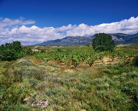 Spring flowers by vineyard at Laguardia with the   Sierra de Cantabria beyond Spain  Rioja Alavesa