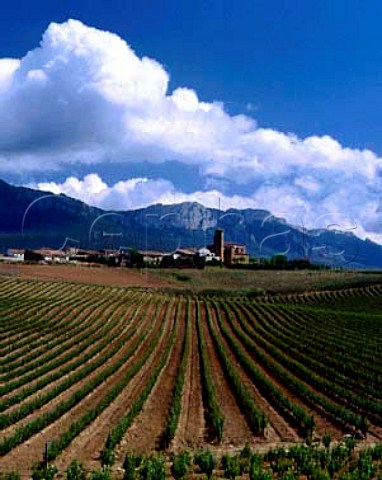 Village of Paganos viewed over vineyard with the   Sierra de Cantabria beyond Spain  Rioja Alavesa
