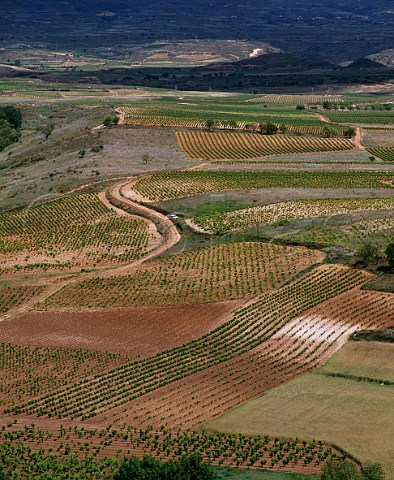 Vineyards near Briones La Rioja Spain Rioja Alta