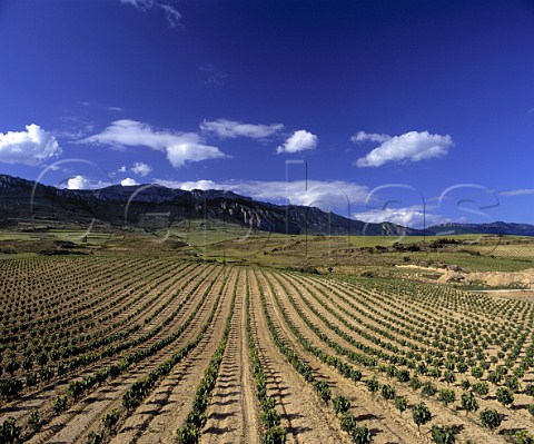 Vineyard near Laguardia with the Sierra de Cantabria   beyond  Spain                 Rioja Alavesa