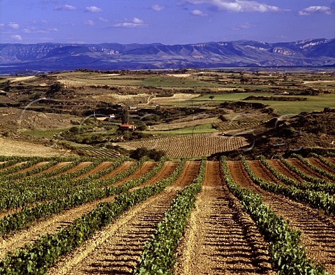 Springtime in vineyards near Laguardia Alava   Spain    Rioja Alavesa