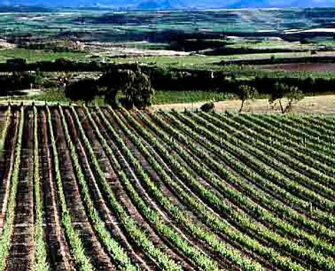 View south over vineyards at Paganos Alava Spain    Rioja Alavesa