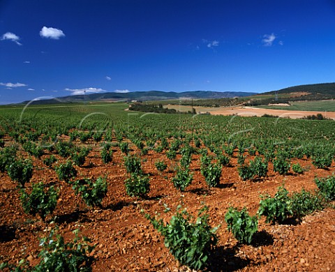 Huge vineyard of Bodegas Martinez Bujanda near Ausejo La Rioja Spain  Rioja Baja 