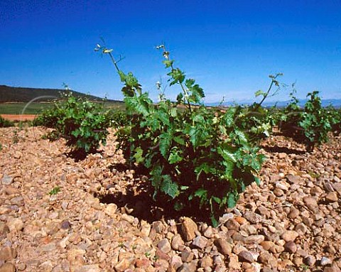 Stony soil in huge vineyard of Bodegas Martinez   Bujanda near Ausejo La Rioja Spain   Rioja Baja