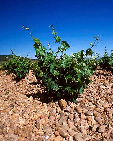 Stony soil in the vast vineyard of Bodegas Martinez   Bujanda near Ausejo La Rioja Spain    Rioja Baja