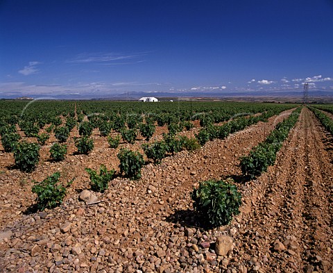Tempranillo vines in huge vineyard of Martinez Bujanda near Ausejo La Rioja Spain Rioja Baja