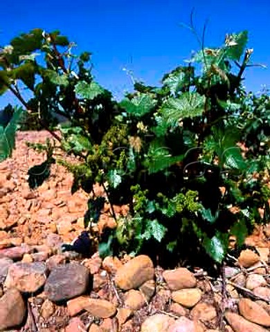 Garnacha vine in flower in vineyard of   Martinez Bujanda near Ausejo La Rioja Spain Rioja Baja 