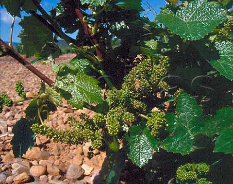 Garnacha Grenache vine in flower in vineyard of   Martinez Bujanda near Ausejo La Rioja Spain  Rioja Baja