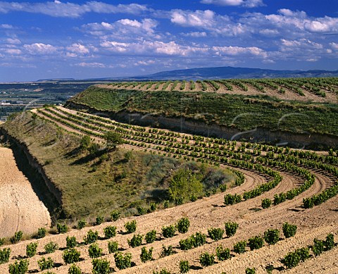 Vineyard of Martinez Bujanda on one of the flattopped hills near their winery at Oyon La Rioja Spain  Rioja Alta
