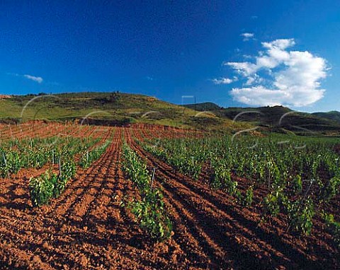 Vineyard near Sotes La Rioja Spain  Rioja Alta