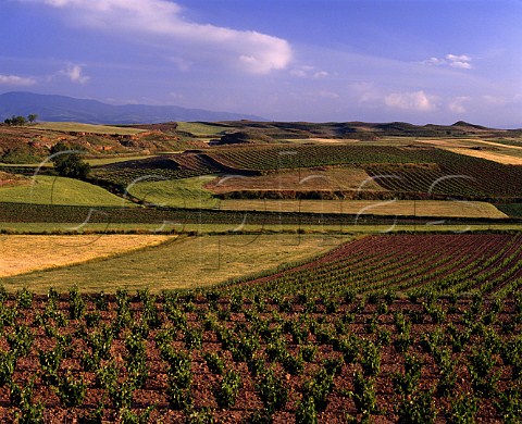Vineyard landscape south of Cenicero La Rioja   Spain  Rioja Alta