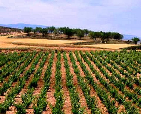 Vineyard near El Villar de Arnedo La Rioja Spain Rioja Baja