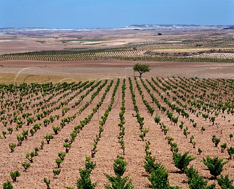 Vineyards in the arid landscape near Fuendejalon  Aragon Spain DO Campo de Borja
