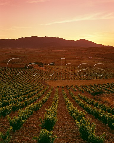 Sunset over the vineyards near Aguaron with the   Sierra de Algairen beyond Aragon Spain    Carinena