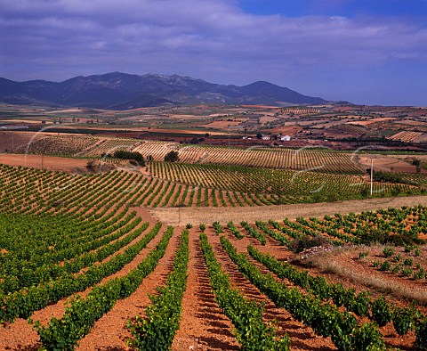 Vineyards at Aguaron with the Sierra de Algairen in distance Aragon Spain DO Carinena