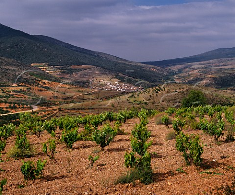Vineyard above the village of Codos in the Sierra de Algairen Aragn Spain      Calatayud
