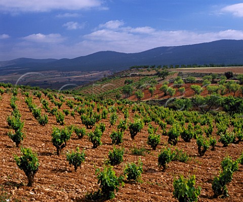 Vineyards in the hills near Miedes with the Sierra  de Vicort in the distance Aragn Spain  DO  Calatayud