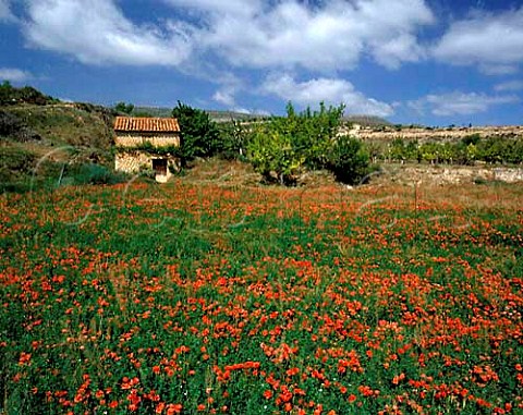 Poppies and stone hut near Miedes Aragon Spain    DO Calatayud