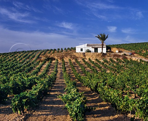White house and palm tree in vineyard near Jerez Andalucia Spain Sherry