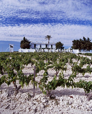 Palomino Fino vines in Via El Caballo of Osborne on the white chalk soil known as albariza Jerez de la Frontera Andalucia Spain Sherry