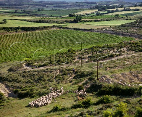 Shepherd and sheep by vineyard Laguardia Alava Spain Rioja Alavesa