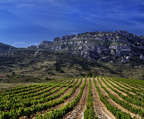 Vineyard on the slopes of the Sierra de Cantabria Near Samaniego Alava Spain   Rioja Alavesa