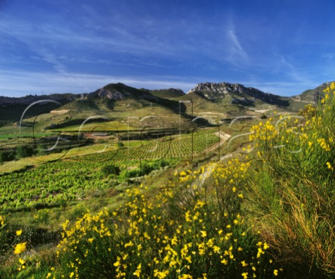 Broom in flower amidst the vineyards near Brinas La Rioja Spain Rioja Alta