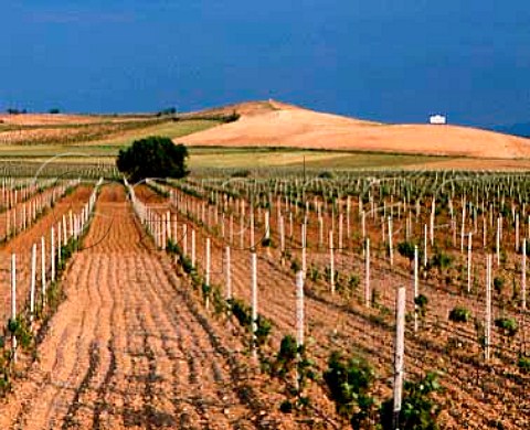 Young vineyard on the Condado de Haza estate of Alejandro Fernndez at Roa de Duero Castilla y Len Spain  Ribera del Duero