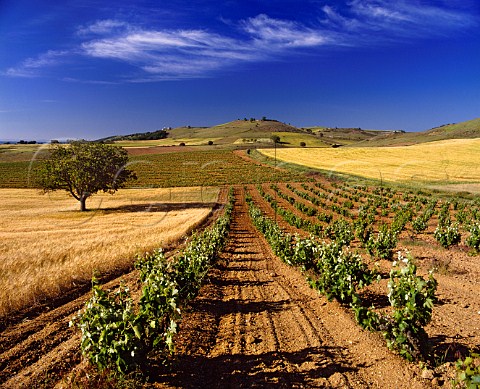 Vineyards and barley fields near Pedrosa de Duero Burgos Province Spain DO Ribera del Duero