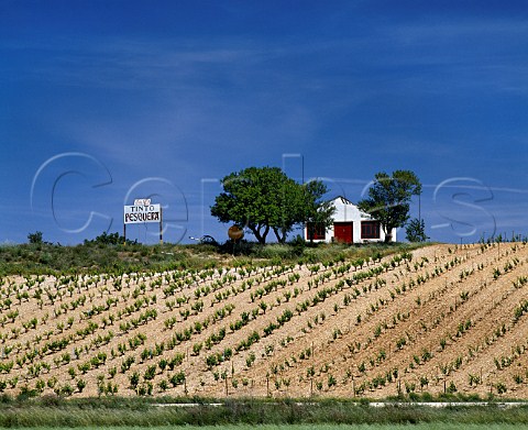 Via Alta vineyard of Alejandro Fernandez  Pesquera de Duero Valladolid Province Spain  Ribera del Duero