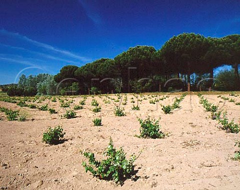 Wide spacing of vines in vineyard near Toro Zamora   Province Castilla y Len Spain   DO Toro