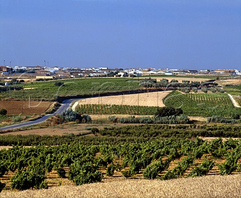 View over vineyards to the wine town of   Bollullos par del Condado Andaluca Spain    Condado de Huelva