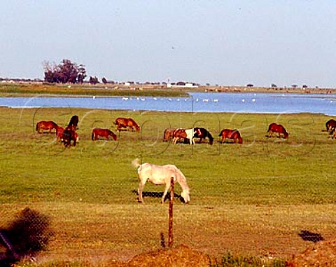Horses grazing at El Rocio on the edge of the Parque   Nacional de Donana Huelva Province Andalucia Spain