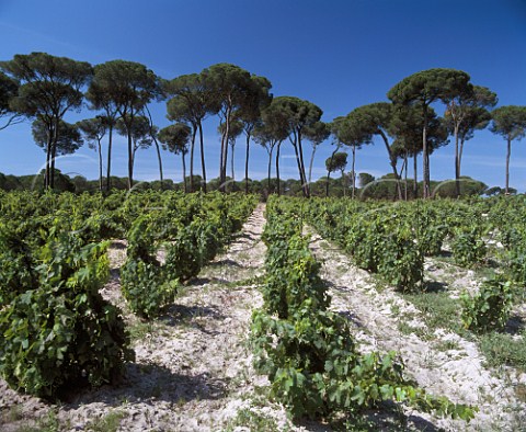 Vineyard near Almonte Huelva Province Andalucia   Spain DO Condado de Huelva