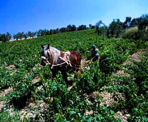 Ploughing vineyard with horse near Villarrasa   Huelva Province Andalucia Spain    DO Condado de Huelva