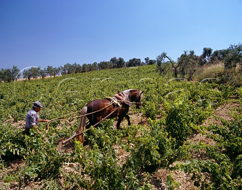 Ploughing vineyard with horse Villarrasa Huelva Province Andalucia Spain DO Condado de Huelva